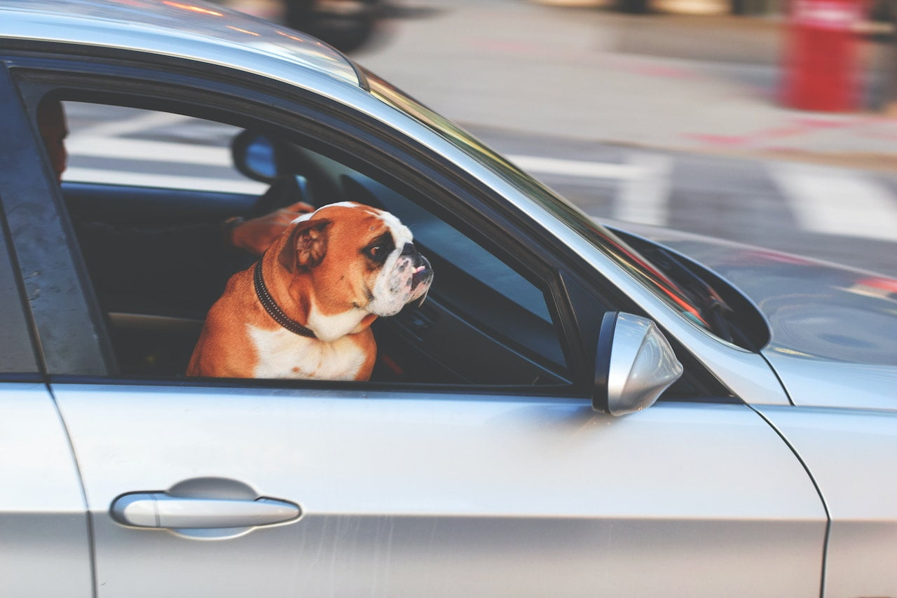 Discover Best Way to Travel With Dog